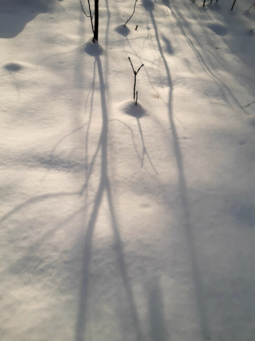Foto Baumschatten im Schnee Zarte Bäumchen werfen lange Schatten im hohen Schnee.